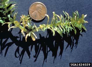 Hydrilla | National Invasive Species Information Center