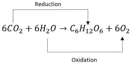 In photosynthesis, redox reactions ultimately transfer electrons from ______ to ______. A) CO_2 ...