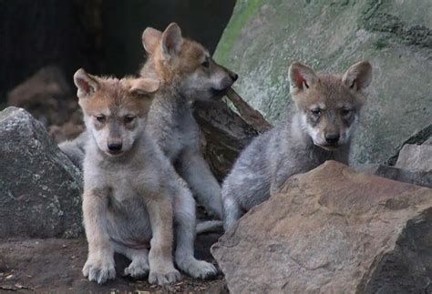 Birth of Chapultepec wolf pups gives boost to breeding program