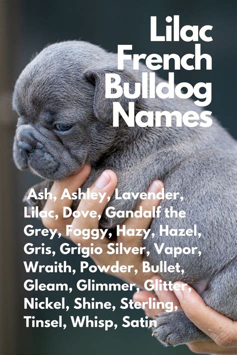 Popular French Bulldog Names | French bulldog names, Bulldog names ...