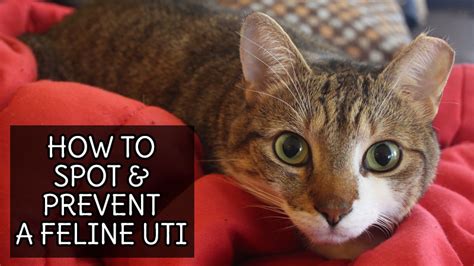 How to Spot & Prevent a Feline UTI