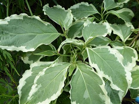 Cornus kousa 'Wolf Eyes' - Plants