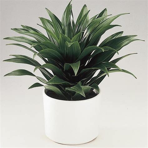 Dracaena Janet Craig - Tree Mart