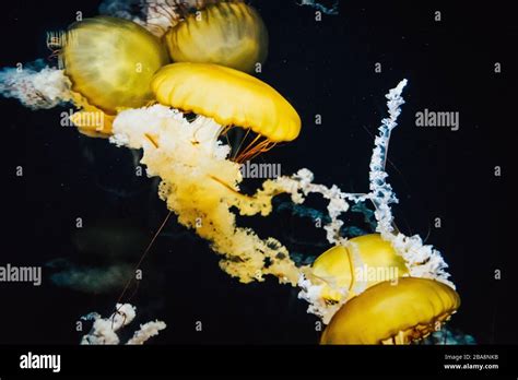 Jellyfish in aquarium in Singapore Stock Photo - Alamy