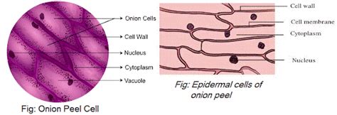 To prepare stained temporary mounts of onion peel - Lab Work