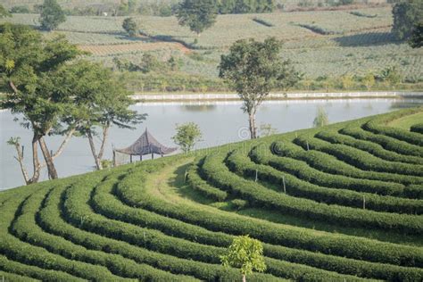 THAILAND CHIANG RAI MAE CHAN TEA PLANTATION Editorial Photo - Image of choui, asia: 89529971