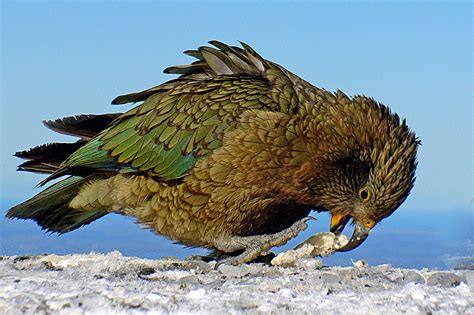 Kea. Alpine parrot. NZ | The call of ‘ke-aa’ ringing through… | Flickr