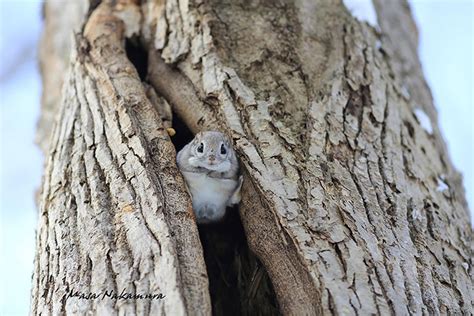 Japanese And Siberian Flying Squirrels Are Probably The Cutest Animals On Earth | Bored Panda