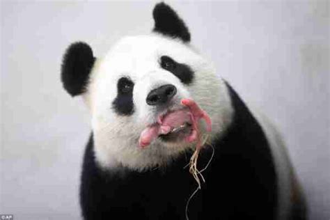 Do Giant Pandas Have Belly Buttons? (Must Read)