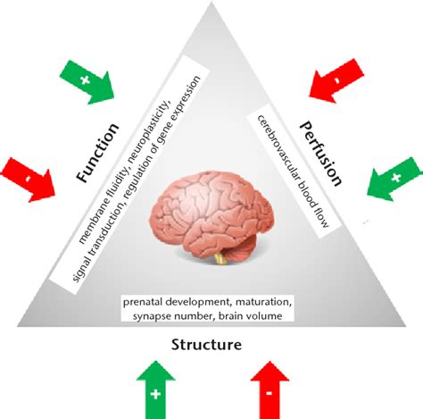 [PDF] Omega-3 fatty acids and brain function | Semantic Scholar