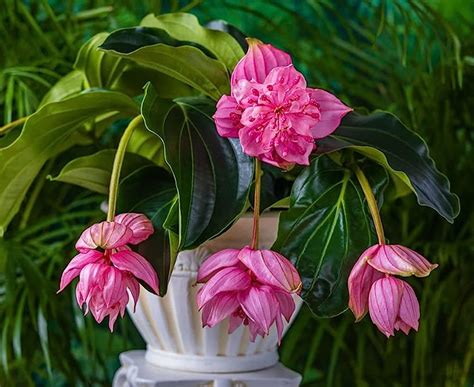 How to Care Medinilla Magnifica Plant | Growing Rose Grape