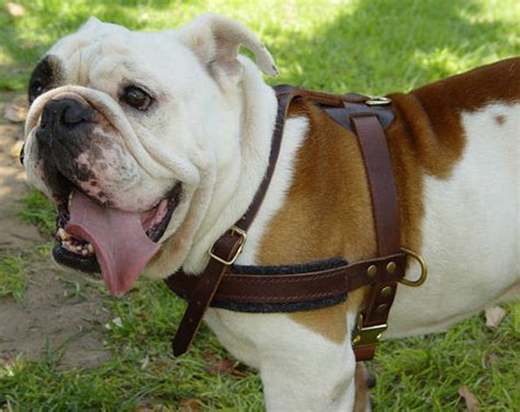 Get now Training Tracking Leather Dog Harness for English Bulldog