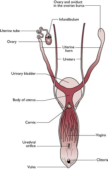 Dog Anatomy Female Reproductive