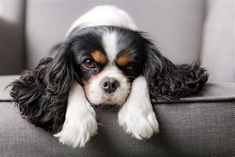 Kaj morate vedeti, če si želite Cavalier King Charles španjela (kavalir)?