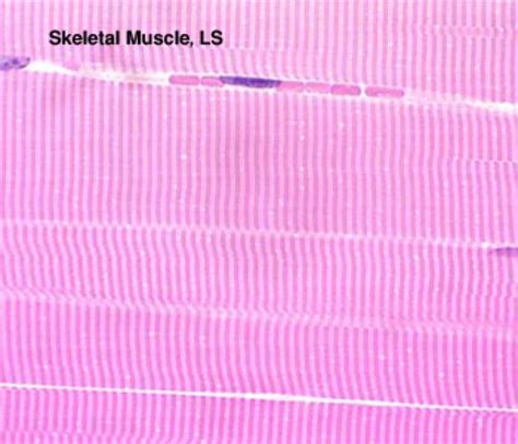 Skeletal Muscle Tissue Slide