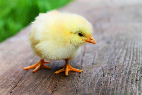Free stock photo of animal, chick, chicken