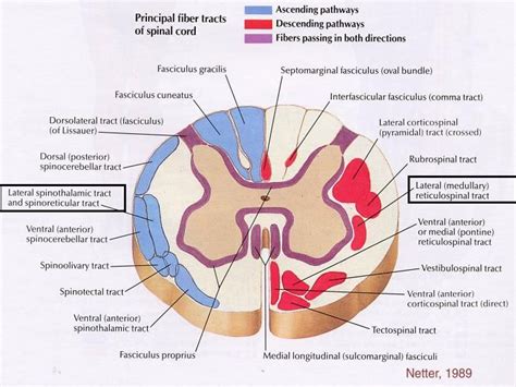 ascending and descending tracts | Spine & Ilium | Pinterest | Physical therapy