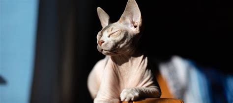 Sphynx Cat Personality Traits: How Do Sphynx Cats Act?