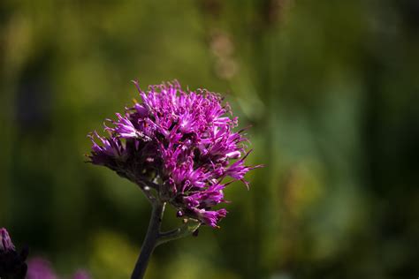 Alpin flowers on Behance