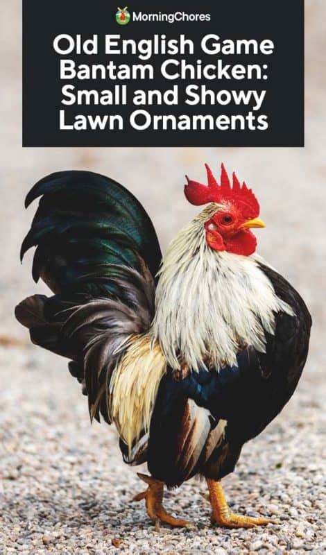 Old English Game Bantam Chicken: Small and Showy Lawn "Ornaments"