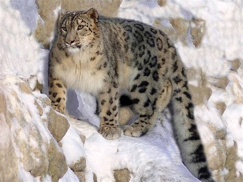 Snow leopard - Simple English Wikipedia, the free encyclopedia