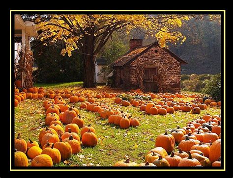 🔥 [37+] Autumn Pumpkin Wallpapers | WallpaperSafari