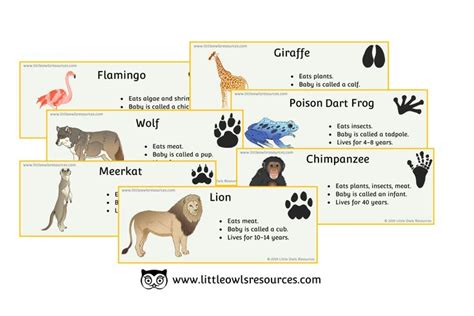 FREE Zoo Animal Fact Cards printable Early Years/EY (EYFS) resource/download — Little Owls ...