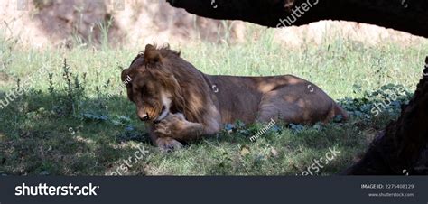 Asiatic Lion Known Persian Lion Population Stock Photo 2275408129 ...