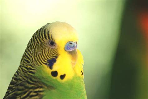 Budgie Picture: green budgie