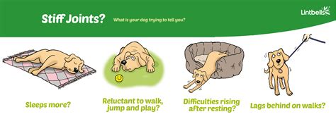 Arthritis In Dogs What Is It And How To Help Your Canine