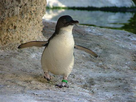 Fairy Penguin « Australian Animals