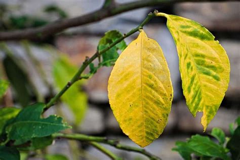 Why Are My Lemon Tree Leaves Turning Yellow? - Tiny Tree Hub