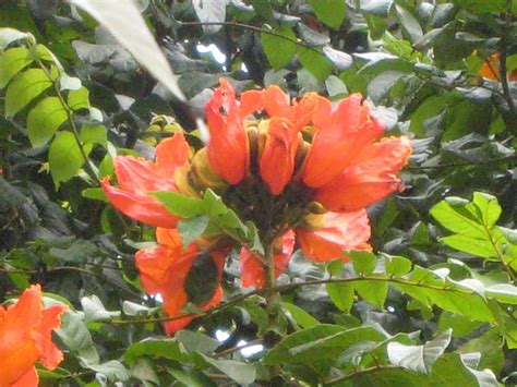 African Tulip Tree - Richard Lyons Nursery, Inc.