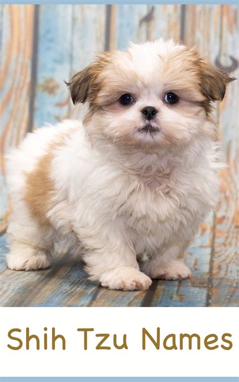 Shih Tzu Names - Adorable To Awesome Ideas For Naming Your Puppy