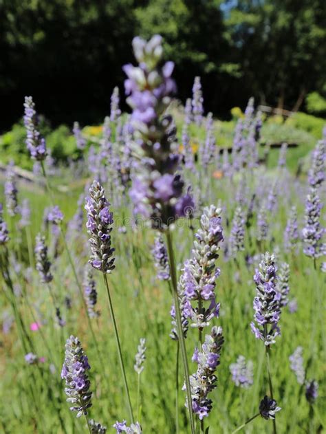 Lavender Fields ! Washington State Stock Photo - Image of gardens, lanscape: 131204992