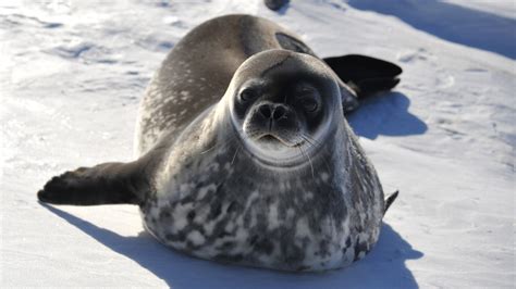 Weddell Seal (Mammals of Greater Adelaide) · iNaturalist