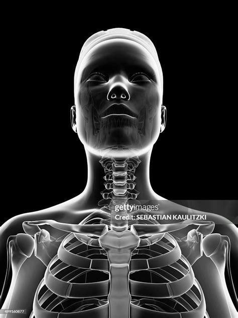 Female Neck Bones Artwork High-Res Vector Graphic - Getty Images