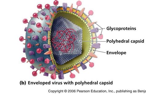 Morphology - Varicella-zoster Virus (VZV)