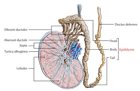 Testis and Epididymis Anatomy – Earth's Lab