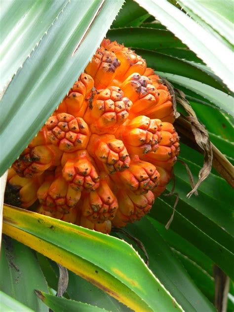 Pandanus - Eat The Weeds and other things, too