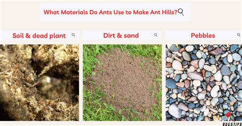 Exploring Ant Hills: A Comprehensive Guide - BugsTips