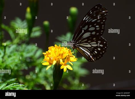 pollination by butterfly Stock Photo - Alamy