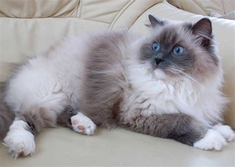 Mèo Ragdoll - Đặc điểm và Giá mèo Ragdoll thuần chủng Thế giới loài mèo