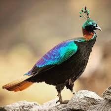 danphe - Google Search | Bird, National animal, Pretty birds