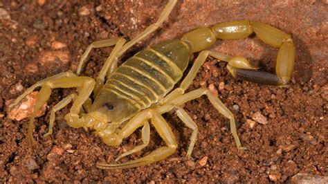 Scorpion killer. Deathstalker Scorpion ( Leiurus quinquestriatus ...