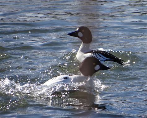 Don't Eat the Paste: Common Goldeneye Ducks (photo post)