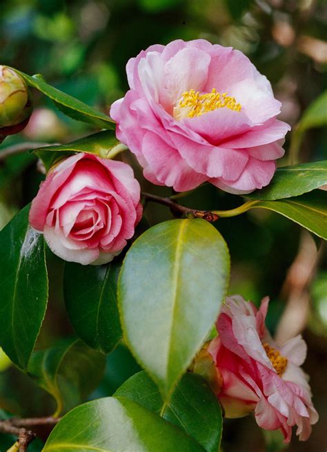 How to Plant and Grow Camellia