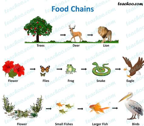 Food Chain and Food Web - Meaning, Diagrams, Examples - Teachoo | Food ...