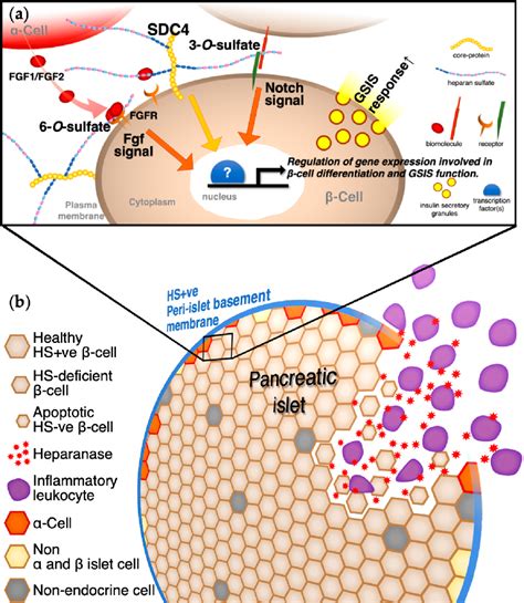 Figure 1 from Importance of Heparan Sulfate Proteoglycans in Pancreatic Islets and β-Cells ...