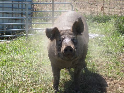 New Heritage Farms - Pasture Perfect Pork: Tamworth Pigs